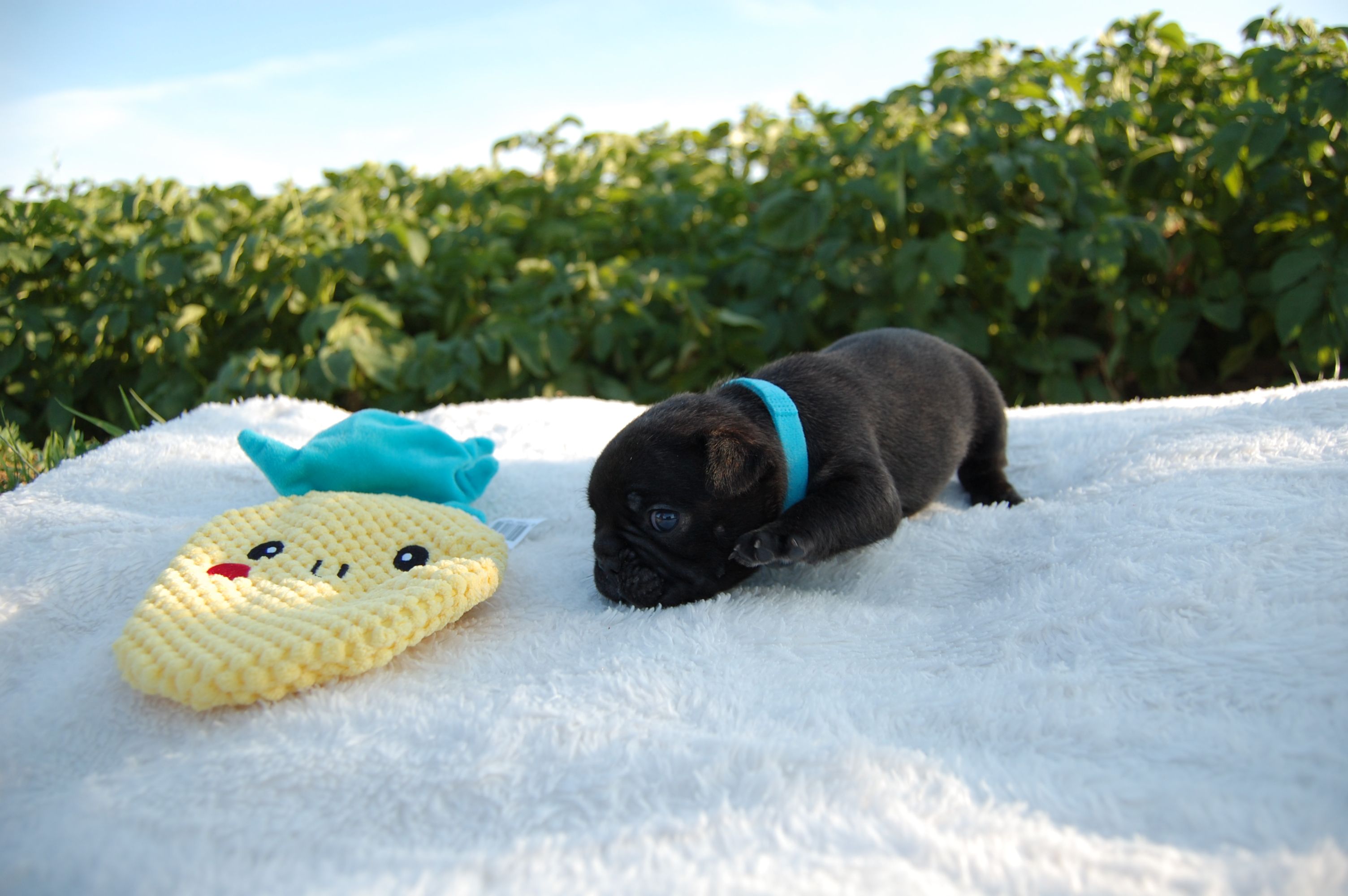 <svg class='blue'></svg> <b>Marrel</b> <svg class='blue'></svg>